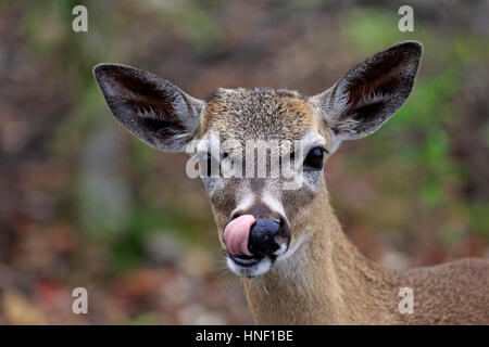 Hirsch, (Odocoileus Virginianus Clavium), National Key Deer Zuflucht, Florida, Nord Amerika, USA, Erwachsene weibliche Porträt-Taste Stockfoto