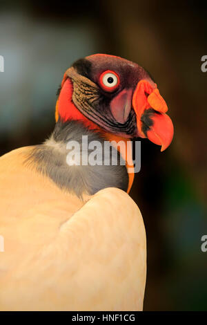 König Geier, (Sarcoramphus Papa), Erwachsene Porträt Warnung, Südamerika Stockfoto