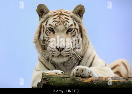 Indische Tiger, weiße Form, (Panthera Tigris Tigris), Erwachsene Porträt, Asien Stockfoto