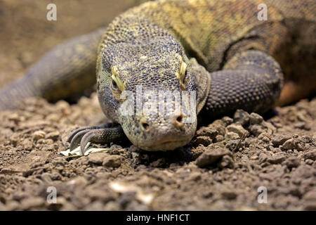 Komodo-Waran (Varanus Komodoensis), Erwachsene Porträt, Indonesien, Asien Stockfoto