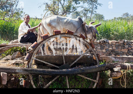 KUMBHALGARH, Indien - 17. Januar 2015: Ein Bauer arbeitet ein paar Ochsen, ein Wasserrad im ländlichen Rajasthan zu fahren. Das Vieh Drehrad mit dem die zieht Stockfoto