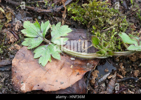 Kriechender Hahnenfuß, Blatt, Blätter Vor der Blüte, Hahnenfuss, Ranunculus Repens, Creeping Buttercup Stockfoto