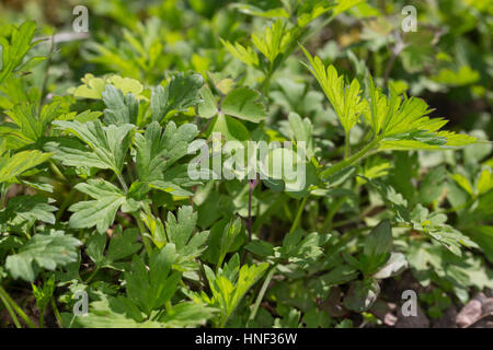 Kriechender Hahnenfuß, Blatt, Blätter Vor der Blüte, Hahnenfuss, Ranunculus Repens, Creeping Buttercup Stockfoto