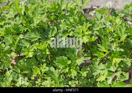 Kriechender Hahnenfuß, Blatt, Blätter Vor der Blüte, Hahnenfuss, Ranunculus Repens, Creeping Buttercup Stockfoto