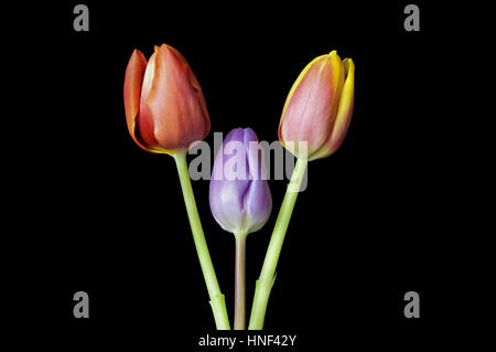 Zurück drei Tulip Köpfe angezeigt auf einem schwarzen Boden rot, rot & gelb, Stockfoto