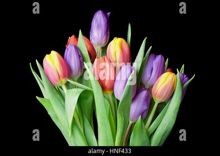 Bündel von Tulpen in eine bunte Anzeige Stockfoto