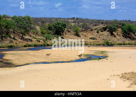 Letaba Fluss, Flusslandschaft mit gemeinsamen Wasserbock, (Kobus Ellipsiprymnus), Krüger Nationalpark, Südafrika, Afrika Stockfoto