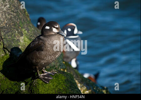 Eine weibliche Harlekin-Ente steht auf einem grünen nassen Steg Stein an einem sonnigen Tag mit einem blauen Wasser Hintergrund. Stockfoto