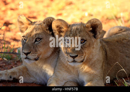 Löwe (Panthera Leo), zwei jungen vier Monate alten Porträt, Tswalu Game Reserve, Kalahari, Northern Cape, Südafrika, Afrika Stockfoto
