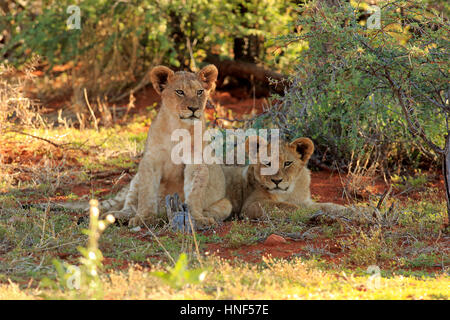 Löwe (Panthera Leo), vier Monate alt, zwei Jungtiere Wildreservat Tswalu Kalahari, Northern Cape, Südafrika, Afrika Stockfoto