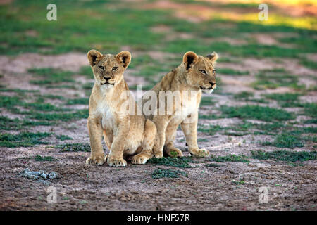 Löwe (Panthera Leo), vier Monate alt, zwei Jungtiere Wildreservat Tswalu Kalahari, Northern Cape, Südafrika, Afrika Stockfoto