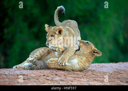 Löwe (Panthera Leo), zwei jungen, die vier Monate alten spielen, Game Reserve Tswalu Kalahari, Northern Cape, Südafrika, Afrika Stockfoto