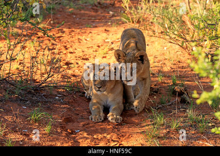 Löwe (Panthera Leo), vier Monate alten zwei Jungtiere zu warnen, Tswalu Game Reserve, Kalahari, Northern Cape, Südafrika, Afrika Stockfoto