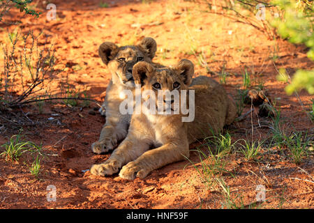 Löwe (Panthera Leo), vier Monate alten zwei Jungtiere zu warnen, Tswalu Game Reserve, Kalahari, Northern Cape, Südafrika, Afrika Stockfoto