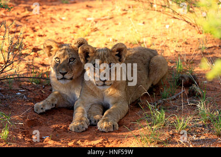 Löwe (Panthera Leo), vier Monate alten zwei Jungtiere zu warnen, Tswalu Game Reserve, Kalahari, Northern Cape, Südafrika, Afrika Stockfoto