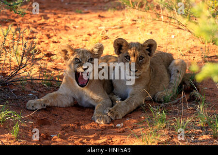 Löwe (Panthera Leo), zwei jungen vier Monate alten Jawning, Tswalu Game Reserve, Kalahari, Northern Cape, Südafrika, Afrika Stockfoto