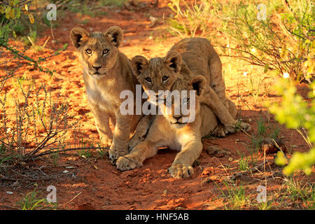 Löwe (Panthera Leo), drei Jungtiere vier Monate alten neugierig, Wildreservat Tswalu Kalahari, Northern Cape, Südafrika, Afrika Stockfoto