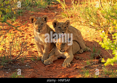 Löwe (Panthera Leo), drei Jungtiere vier Monate alten neugierig, Wildreservat Tswalu Kalahari, Northern Cape, Südafrika, Afrika Stockfoto