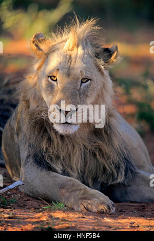 Löwe (Panthera Leo), Mann fünf Jahre alten Porträt, Tswalu Game Reserve, Kalahari, Northern Cape, Südafrika, Afrika Stockfoto