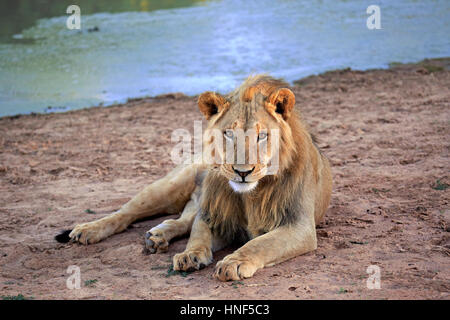 Löwe (Panthera Leo), Mann fünf Jahre alt ruhen in Wasser, Tswalu Game Reserve, Kalahari, Northern Cape, Südafrika, Afrika Stockfoto