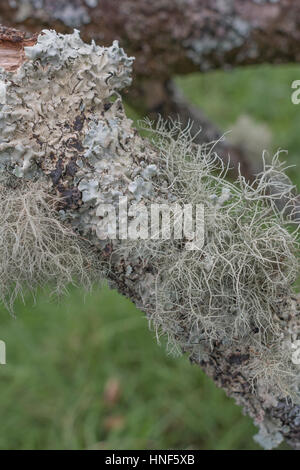 Blassgrün bärtigen fruticose Flechten auf Ast - vielleicht oder Usnea Ramalina Arten, & abgeflacht foliose Flechten - vielleicht Parmotrema perlatum. Stockfoto