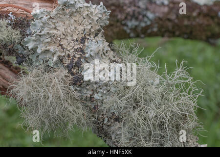 Blassgrün bärtigen fruticose Flechten auf Ast - vielleicht oder Usnea Ramalina Arten, & abgeflacht foliose Flechten - vielleicht Parmotrema perlatum. Stockfoto