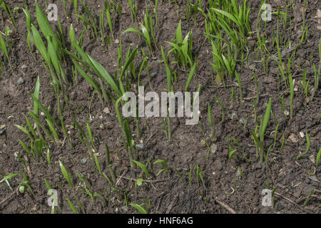 Zeitigen Frühjahr schießt der Bärlauch / Allium Ursinum, auch bekannt als Bärlauch. Ein Sammler Freude. Stockfoto