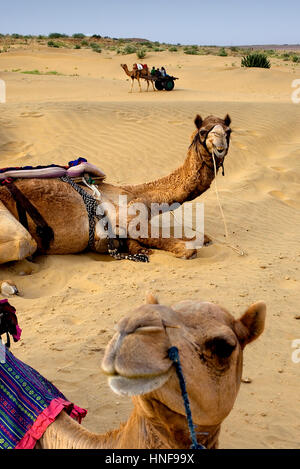 Kamele auf Sam Dünen im Desert National Park in den großen Thar Wüste, in der Nähe von Jaisalmer, Rajasthan, Indien