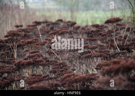 Sedum Herbstfreude Samenköpfe Stockfoto