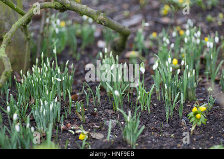 Erstes Shooting von Schneeglöckchen im Frühling Stockfoto