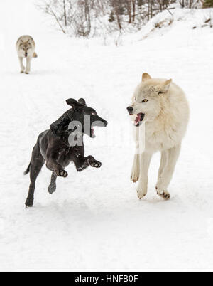 Graue Wölfe; Canus Lupus; spielen mit Australian Kelpie Hund; Britisch-Kolumbien; Kanada Stockfoto