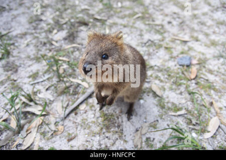 Neugierig und freundlich Quokka im natürlichen Lebensraum auf Rottnest Island in Western Australia. Stockfoto