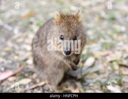 Wilde Quokka suchen intensiv mit braunem Fell und unscharfen Natur Hintergrund auf Rottnest Island in Western Australia. Stockfoto