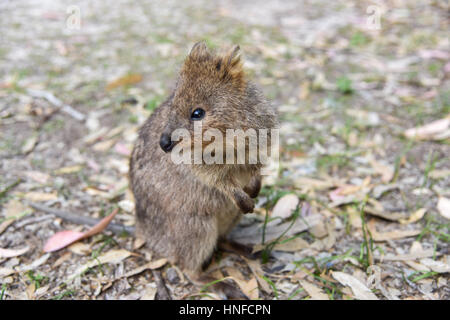 Kleinen Quokka mit Kurs braunen Fell ebenerdig auf Rottnest Island in Western Australia. Stockfoto