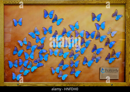 Gerahmte Schmetterlinge, riesigen blauen Morpho (Morpho Didius) hängt an der Wand am Eingang des Cambridge Schmetterlingshaus, Ontario, Kanada. Stockfoto