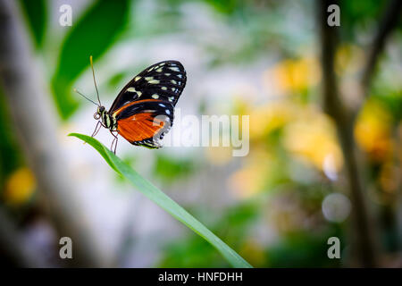 Creme-spotted Tigerwing (Tithorea Tarricina) ruht auf einem grünen Blatt. Stockfoto