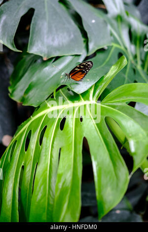 Cremefleckige Teiglinge (Tithorea tarricina) auf einem Blatt der Schweizer Käsepflanze, Monstera deliciosa-Hauspflanze. Stockfoto