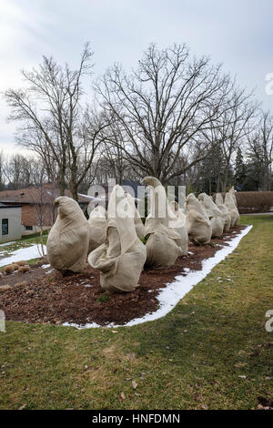 Evergreens mit Sackleinen umwickelt / Sackleinen / hessische Stoff zum Schutz vor Kälte, Frost, und frost im Winter in London, Ontario, Kanada. Stockfoto