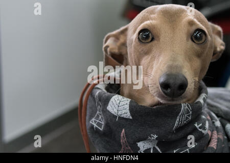 Schöne Nahaufnahme schießen aus ein italienisches Windspiel Hund Stockfoto