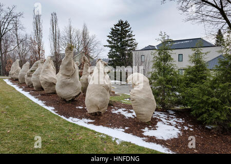 Evergreens mit Sackleinen umwickelt / Sackleinen / hessische Stoff zum Schutz vor Kälte, Frost, und frost im Winter in London, Ontario, Kanada. Stockfoto