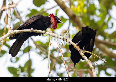 Lila-throated Fruitcrow (Querula Purpurata), Puerto Nariño, Amazonas Stockfoto