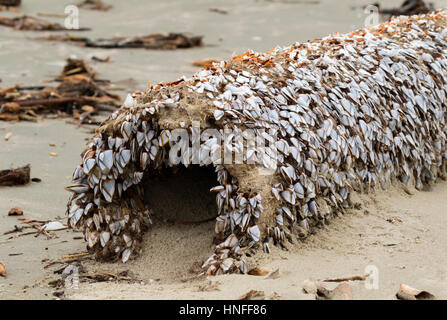 Gans Entenmuscheln (Bestellung Pedunculata), auch genannt gestielt oder Schwanenhals Seepocken auf einen faulen Treibholz am Strand Ozeans, Galveston, Texas, USA Stockfoto