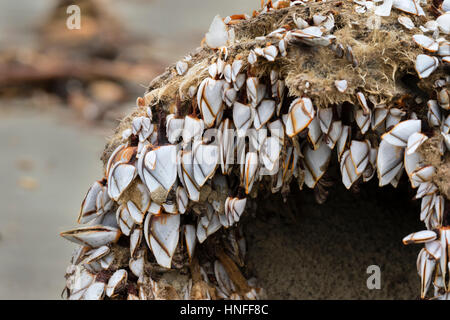 Gans Entenmuscheln (Bestellung Pedunculata), auch genannt gestielt oder Schwanenhals Seepocken auf einen faulen Treibholz am Strand Ozeans, Galveston, Texas, USA Stockfoto