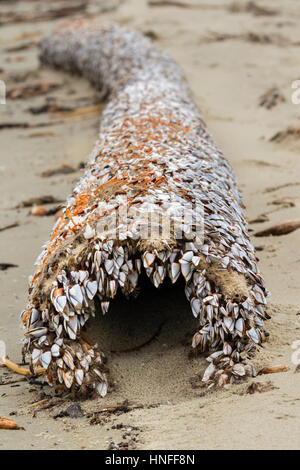 Gans Entenmuscheln (Bestellung Pedunculata), auch genannt gestielt oder Schwanenhals Seepocken auf einen faulen Treibholz am Strand Ozeans, Galveston, Texas, USA Stockfoto