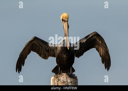 Brauner Pelikan (Pelecanus Occidentalis) Trocknung Federn nach dem Tauchen, Galveston, Texas, USA. Stockfoto