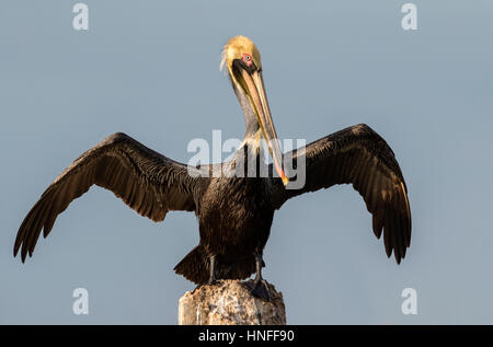 Brauner Pelikan (Pelecanus Occidentalis) Trocknung Federn nach dem Tauchen, Galveston, Texas, USA. Stockfoto