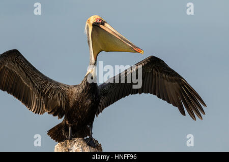 Brauner Pelikan (Pelecanus Occidentalis) Trocknung Federn nach dem Tauchen, Galveston, Texas, USA. Stockfoto