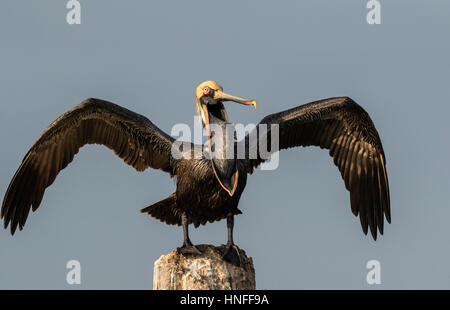 Brauner Pelikan (Pelecanus Occidentalis), Gähnen, Galveston, Texas, USA. Stockfoto