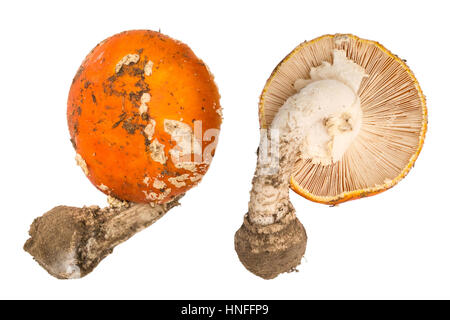 Amanita Muscaria Pilze isoliert. Amanita-Ansicht von oben und von unten Stockfoto