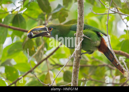 Smaragd Toucanet (Aulacorhynchus Prasinus), Cali, Valle del Cauca, Kolumbien Stockfoto